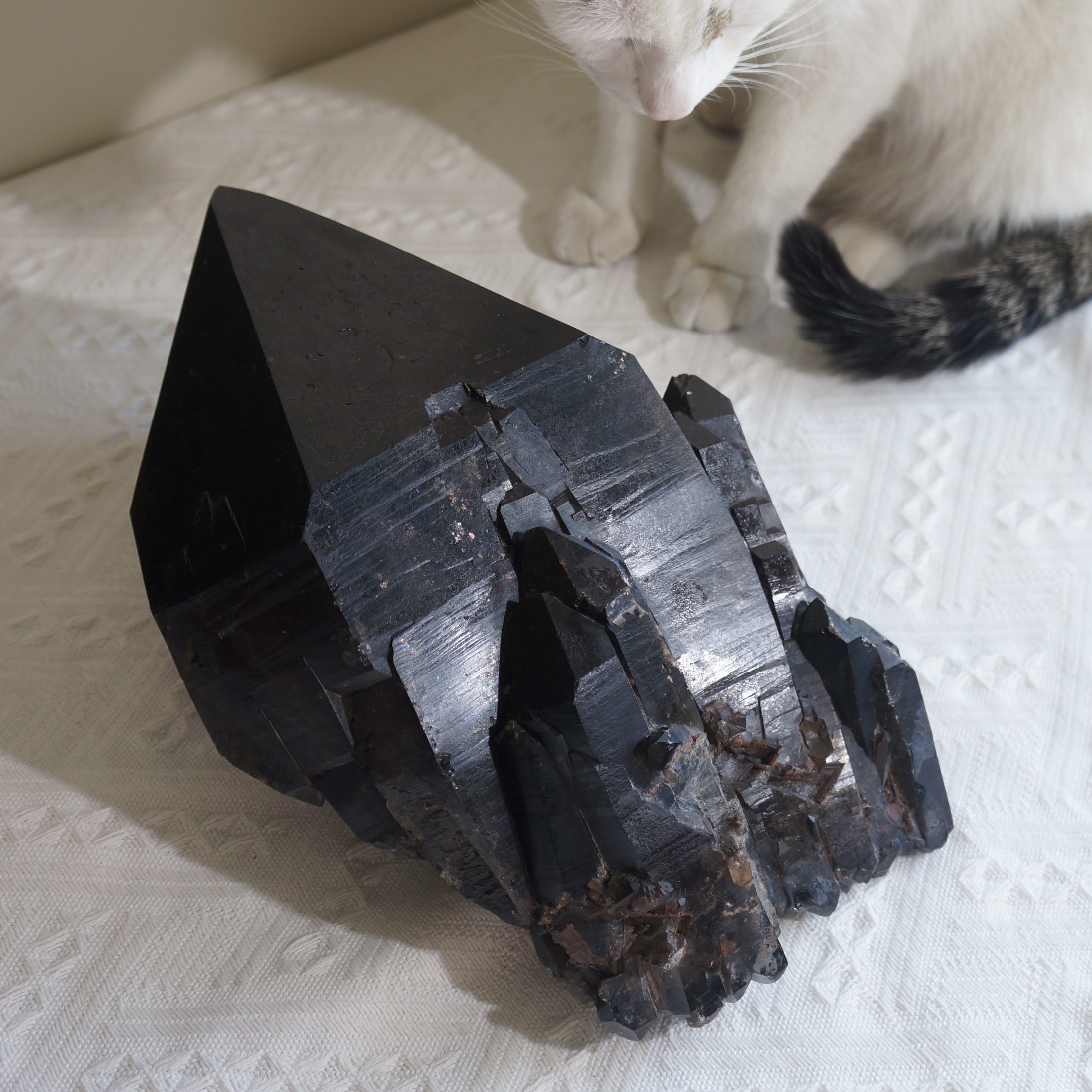 巴西黑駭骨鱷魚骨幹水晶 - Image 9