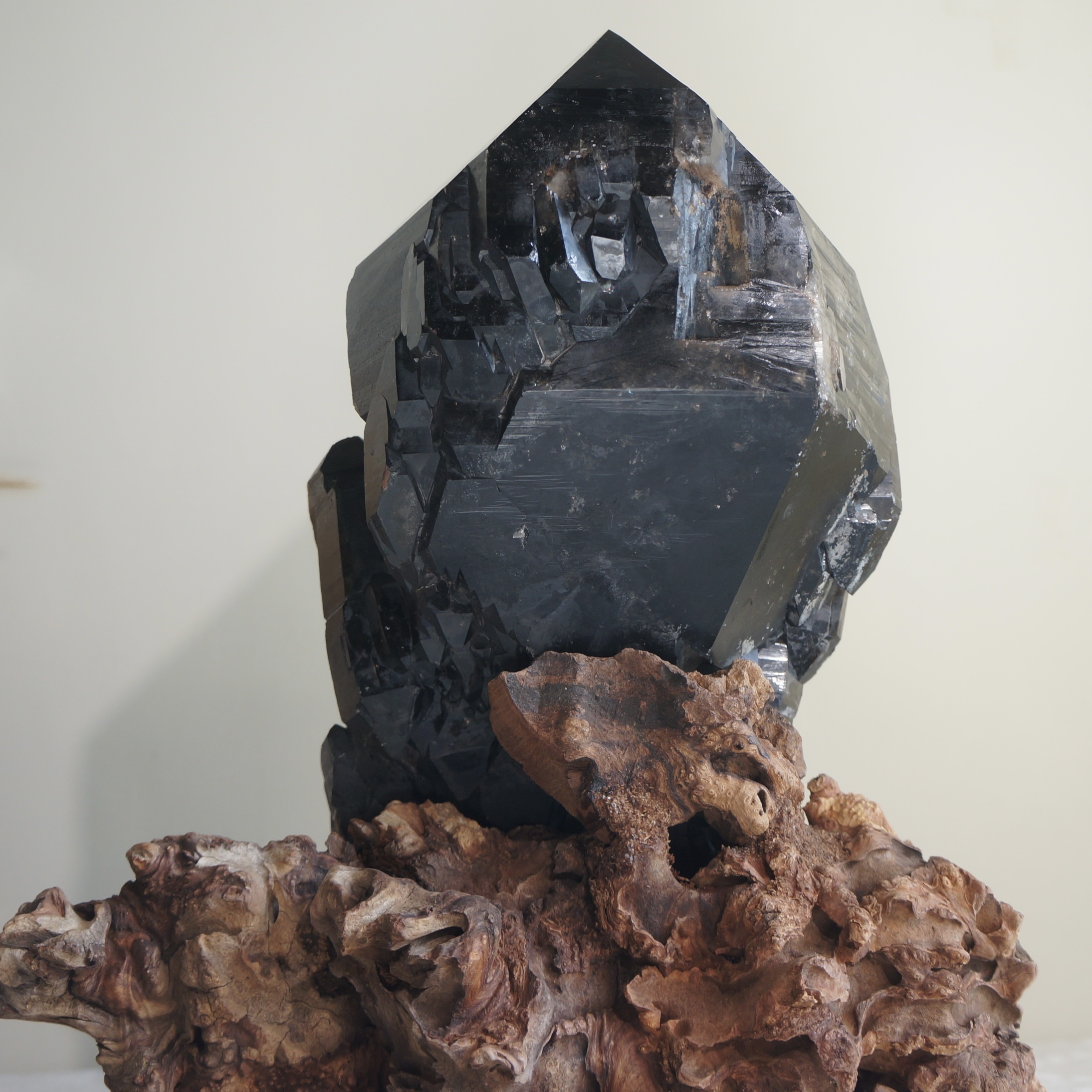 巴西黑駭骨鱷魚骨幹水晶 - Image 8